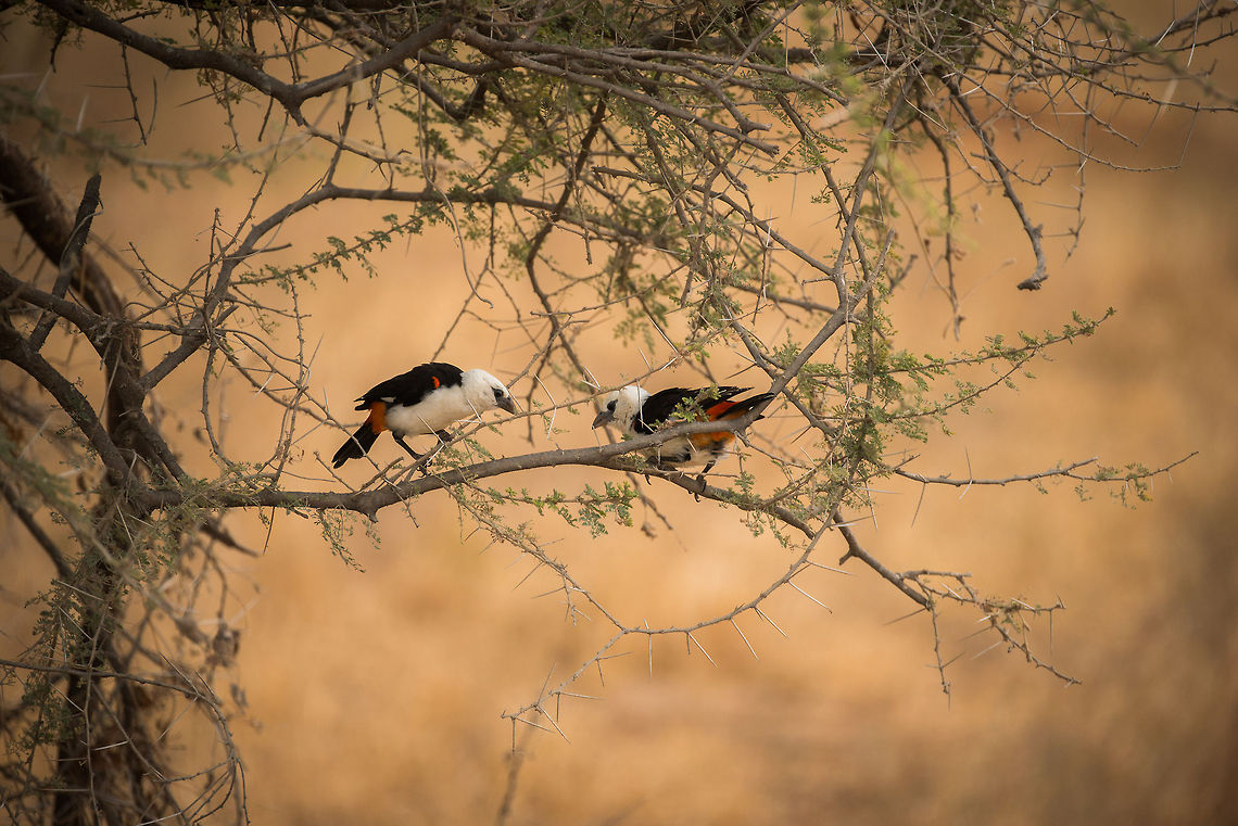 White-headed Buffalo Weaver couple mating ritual Start the music... Africa,Dinemellia dinemelli,Tanzania,Tarangire,Tarangire National Park,White-headed Buffalo Weaver