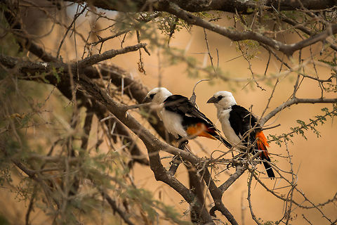 White-headed Buffalo weaver couple in Tarangire National Park This species has similar appearance for both sexes, which is unusual amongst birds. Africa,Dinemellia dinemelli,Tanzania,Tarangire,Tarangire National Park,White-headed Buffalo Weaver