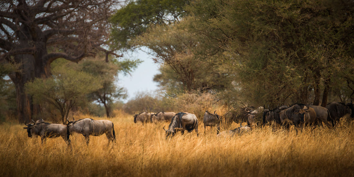 Our first wildebeests in Tanzania Tarangire NP is a gorgeous park for a classic safari experience. We visited during the dry season, which results in the beautiful yellow scenery. Note that the scene also shows the Adansonia digitata baobab tree, for which the park is famous. Africa,Blue wildebeest,Connochaetes taurinus,Tanzania,Tarangire,Tarangire National Park