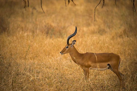 Proud Male impala, Tarangire NP, Tanzania Dominant male impalas can have dozens of females in their harem. The male and the female group may have some distance between them, so don't assume that this one isn't dominant because it looks alone. Aepyceros melampus,Africa,Impala,Tanzania,Tarangire,Tarangire National Park