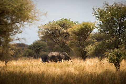 African Bush Elephants in Tarangire NP Across Tanzania you'll see elephants targeting (acacia) trees for food. It's one reason why you will hardly see any tall trees, except for baobabs.  Africa,African bush elephant,Loxodonta africana,Tanzania,Tarangire,Tarangire National Park