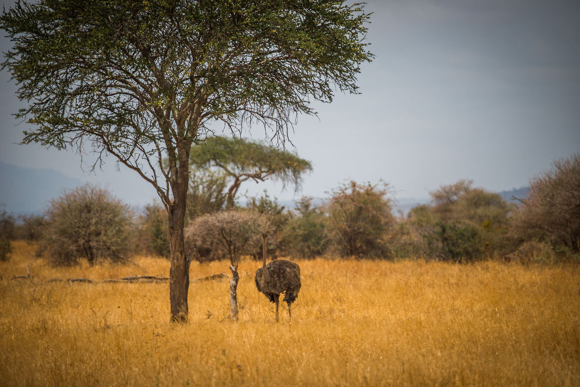 Female Ostrich in Tarangire NP, Tanzania  Africa,Ostrich,Struthio camelus,Tanzania,Tarangire,Tarangire National Park