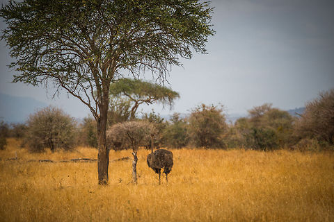 Female Ostrich in Tarangire NP, Tanzania  Africa,Ostrich,Struthio camelus,Tanzania,Tarangire,Tarangire National Park