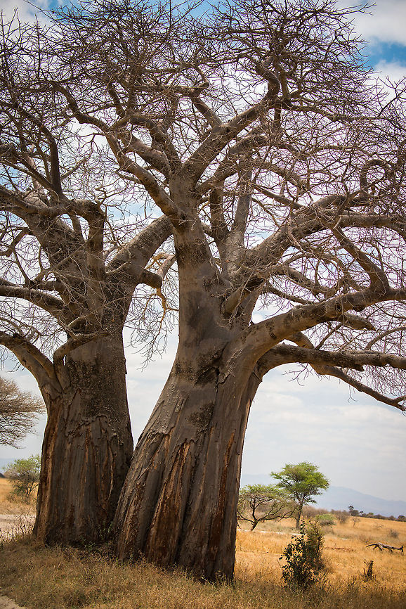 Duo Dead-rat tree (Adansonia digitata) in Tarangire Two of several hundreds of baobab trees found in Tarangire NP. Where Madagascar rules in baobab diversity, Tanzania rules in baobab quantity. Adansonia digitata,Africa,Dead-rat tree,Tanzania,Tarangire,Tarangire National Park
