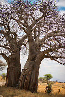 Duo Dead-rat tree (Adansonia digitata) in Tarangire Two of several hundreds of baobab trees found in Tarangire NP. Where Madagascar rules in baobab diversity, Tanzania rules in baobab quantity. Adansonia digitata,Africa,Dead-rat tree,Tanzania,Tarangire,Tarangire National Park