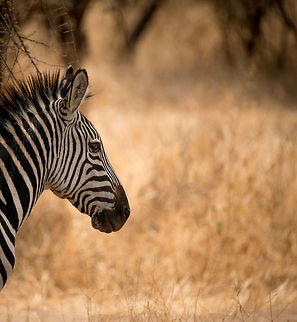 Young Zebra closeup in Tarangire NP  Africa,Equus quagga,Plains zebra,Tanzania,Tarangire,Tarangire National Park