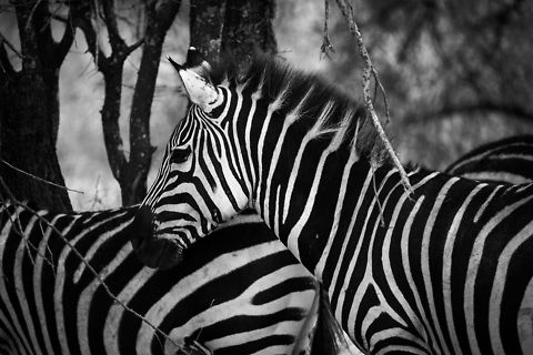Small Zebra group in Tarangire NP (B&W)  Africa,Equus quagga,Plains zebra,Tanzania,Tarangire,Tarangire National Park