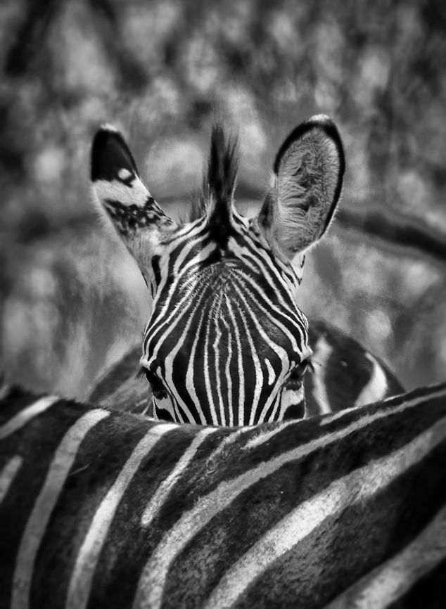 Common Zebra hiding behind mother in Tarangire NP Our respect for this &quot;horse of Africa&quot; has grown tremendously during our stay in Tanzania. Born on the run, Zebras have no easy life, yet they are amongst the most intelligent and courageous of the herbivores. Africa,Equus quagga,Plains zebra,Tanzania,Tarangire,Tarangire National Park