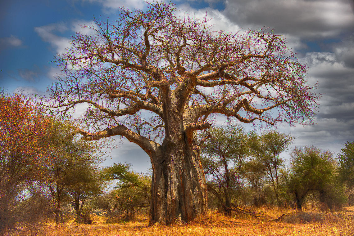 Dead-rat Tree in Tarangire NP (soft HDR processed) It is easy to ignore flora when visiting Tanzania, because of the numerous distractions from the spectacular carnivores and herbivores. Still I found this tree to be worth a moment of our time. It very likely is several hundreds of years old. Imagine what it has seen, not the few big cats that we see today and count as impressive, this tree was alive in times where there were hundreds of thousands of them.  Adansonia digitata,Africa,Dead-rat tree,Tanzania,Tarangire,Tarangire National Park