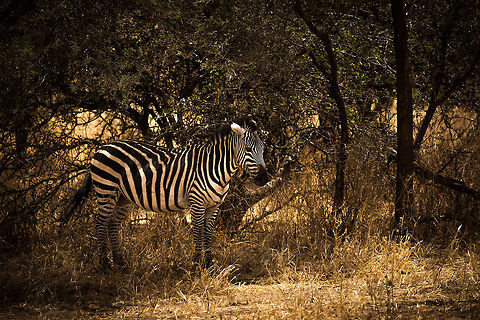 Zebra hiding in shade in Tarangire NP There are two species of Zebra in Tanzania, the common one, and the Grevy's zebra. The easy distinction is that the common one has broad striped (this one), whilst the Grevy's zebra has narrow stripes. Africa,Equus quagga,Plains zebra,Tanzania,Tarangire,Tarangire National Park