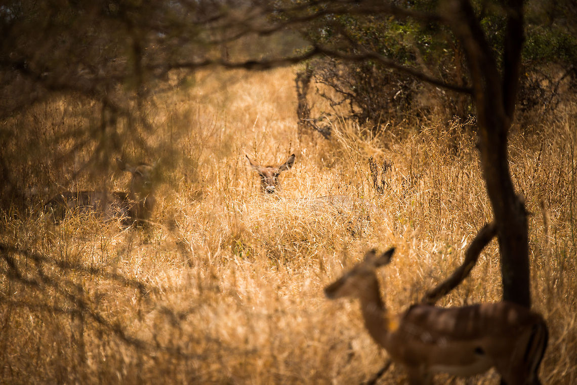 Soon.... A waterbuck in hides in the tall grasses of Tarangire NP, Tanzania. Africa,Kobus ellipsiprymnus,Tanzania,Tarangire,Tarangire National Park,Waterbuck