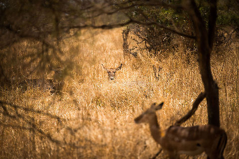 Soon.... A waterbuck in hides in the tall grasses of Tarangire NP, Tanzania. Africa,Kobus ellipsiprymnus,Tanzania,Tarangire,Tarangire National Park,Waterbuck