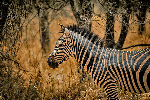 Common Zebra Portrait in Tarangire (HDR)  Africa,Equus quagga,Plains zebra,Tanzania,Tarangire,Tarangire National Park