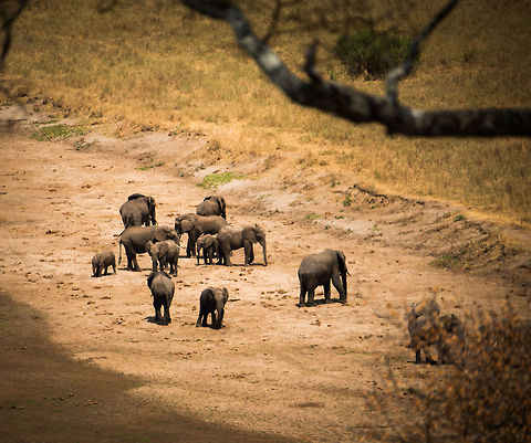 Elephant family at Tarangire river edge Far away shot from an amazing view at our accommodation where we could oversee a vast area that includes the largely dried up Tarangire river during the dry season. Africa,African bush elephant,Loxodonta africana,Tanzania,Tarangire,Tarangire National Park
