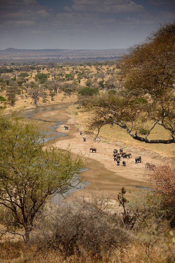 African Bush Elephants at Tarangire River During the dry season, this is the only place place in the park for many animals to drink. From our viewpoint we could overlook the giant area as well as several animals drinking there, albeit far away. Africa,African bush elephant,Loxodonta africana,Tanzania,Tarangire,Tarangire National Park