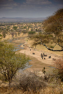 African Bush Elephants at Tarangire River During the dry season, this is the only place place in the park for many animals to drink. From our viewpoint we could overlook the giant area as well as several animals drinking there, albeit far away. Africa,African bush elephant,Loxodonta africana,Tanzania,Tarangire,Tarangire National Park