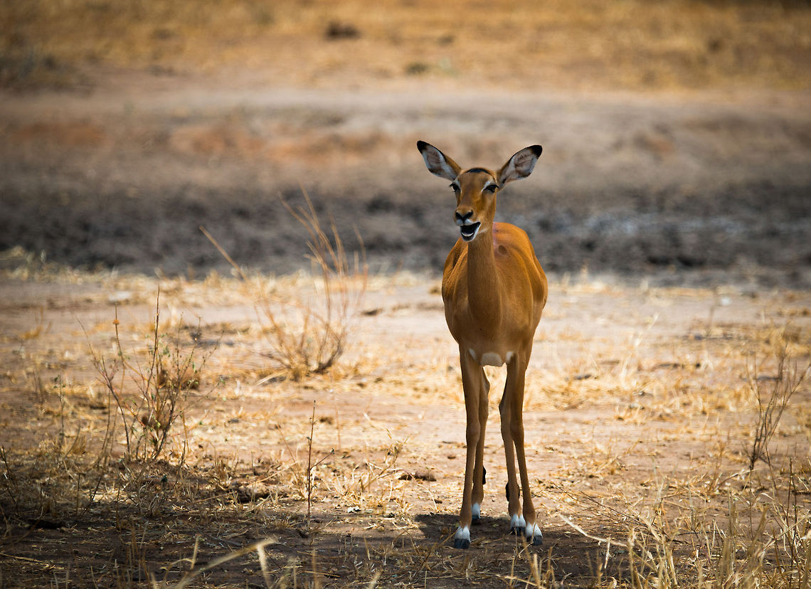 Happy female impala at Tarangire Impalas are extremely common in Tanzania, there are hundreds of thousands of them. Because how common they are and being a key prey animal for big cats, our guide calls them &quot;MacDonalds&quot;, being a readily available snack. Aepyceros melampus,Africa,Impala,Tanzania,Tarangire,Tarangire National Park