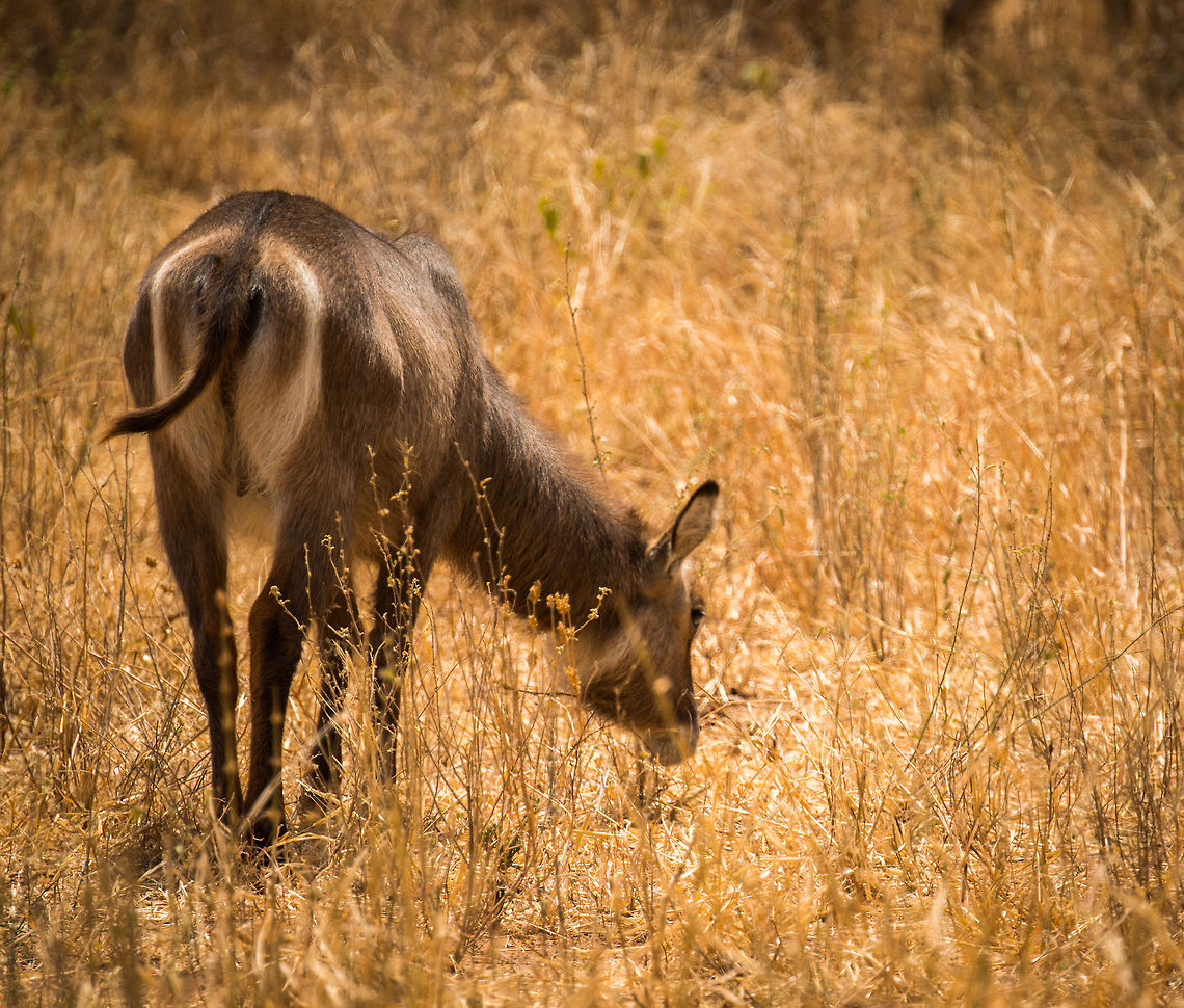 Female Waterbuck feeding on grass at Tarangire NP, Tanzania. I had to make somewhat of a tight crop here due to a destracting vignette. Africa,Kobus ellipsiprymnus,Tanzania,Tarangire,Tarangire National Park,Waterbuck