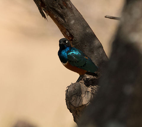 Golden-breasted Starling, Tarangire, Tanzania. Extremely common, yet still a beautiful bird. Africa,Cosmopsarus regius,Golden-breasted Starling,Lamprotornis superbus,Superb Starling,Tanzania,Tarangire,Tarangire National Park