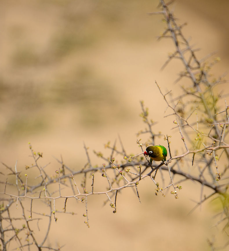 Yellow-collared Lovebird (or masked lovebird) at Tarangire In Tarangire, we were situated at a high edge overseeing the Tarangire river. Around the lodges was a real feast for bird lovers, with lots of activity of various species at a close distance. Here&#039;s a very small yet pretty lovebird. Africa,Agapornis personatus,Tanzania,Tarangire,Tarangire National Park,Yellow-collared Lovebird