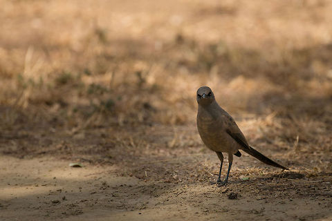 Ashy Starling at Tarangire, Tanzania Hopping around the floor right in front of our lodge that overlooks the Tarangire river. It is named after its dull grey feathers. Africa,Ashy Starling,Cosmopsarus unicolor,Tanzania,Tarangire,Tarangire National Park