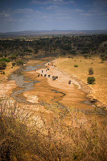 Tarangire river sight Focusing directly on the river, outside this river there is no source of water for miles, a reason for the troop of Elephants and several animals to make an appearance. Africa,African bush elephant,Loxodonta africana,Tanzania,Tarangire,Tarangire National Park