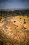 Tarangire river sight Focusing directly on the river, outside this river there is no source of water for miles, a reason for the troop of Elephants and several animals to make an appearance. Africa,African bush elephant,Loxodonta africana,Tanzania,Tarangire,Tarangire National Park
