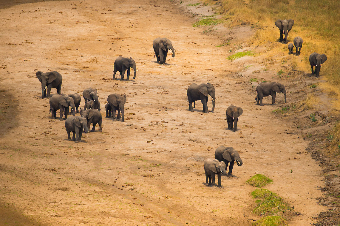 Closeup of Elephant troup at Tarangire river edge Such a beautiful sight to see such an endangered animal in its natural habitat in large numbers. Africa,African bush elephant,Loxodonta africana,Tanzania,Tarangire,Tarangire National Park