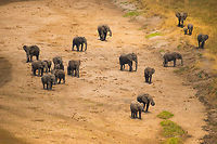 Closeup of Elephant troup at Tarangire river edge Such a beautiful sight to see such an endangered animal in its natural habitat in large numbers. Africa,African bush elephant,Loxodonta africana,Tanzania,Tarangire,Tarangire National Park