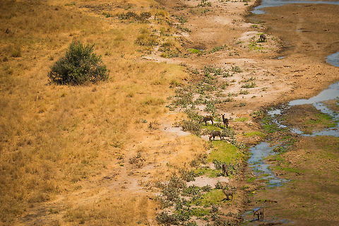 Waterbuck gathering at Tarangire river, Tanzania during dry season  Africa,Kobus ellipsiprymnus,Tanzania,Tarangire,Tarangire National Park,Waterbuck