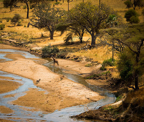 Masai Giraffe and Waterbucks at Tarangire River, Tanzania The only place to drink during the dry season, attracting careful creatures of all kinds. Africa,Giraffa camelopardalis tippelskirchi,Maasai Giraffe,Tanzania,Tarangire,Tarangire National Park