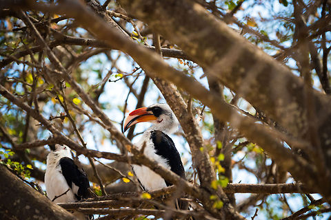 Von der Decken's Hornbill couple at Tarangire river Situated in a low tree right outside our tent. Africa,Tanzania,Tarangire,Tarangire National Park,Tockus deckeni,Von der Deckens Hornbill