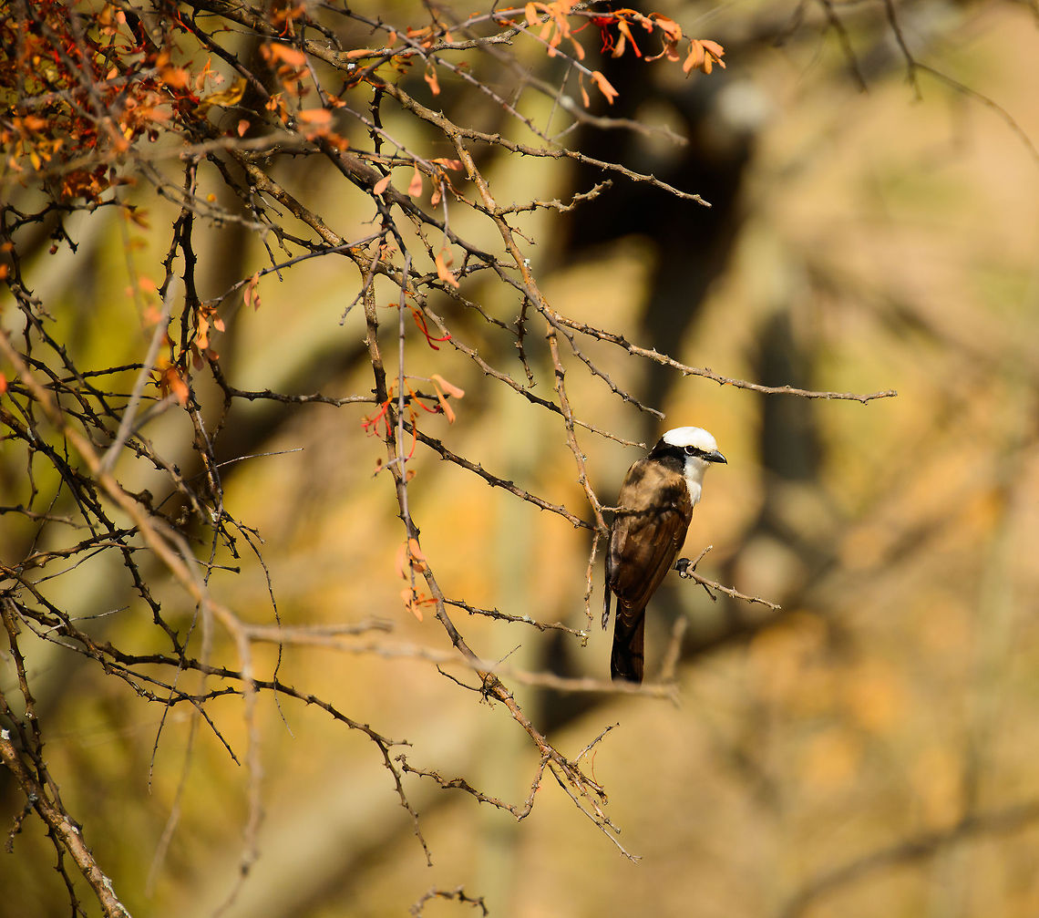 Northern White-crowned Shrike at Tarangire, Tanzania  Africa,Eurocephalus rueppelli,Eurocephalus ruppelli,Northern White-crowned Shrike,Northern white-crowned shrike,Tanzania,Tarangire,Tarangire National Park