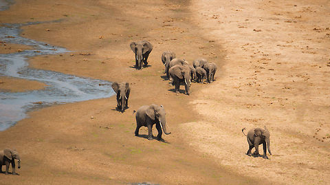 Come here you little....! At the river bank of Tarangire, Tanzania a large elephant bull chases a youngster (right). I decided to not crop out the outer left baby elephant because it simply is too cute. Africa,African bush elephant,Loxodonta africana,Tanzania,Tarangire,Tarangire National Park