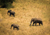 Safe with mum Youngsters who were up to no good and chased by a big bull find refugee at trusty old mum.  Africa,African bush elephant,Loxodonta africana,Tanzania,Tarangire,Tarangire National Park