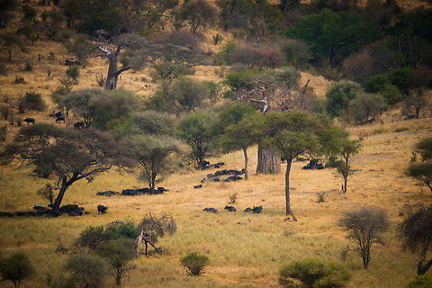 Water buffalo gathering around Tarangire river, Tanzania The scene also includes a few baobabs (dead-rat trees). Africa,Bubalus bubalis,Tanzania,Tarangire,Tarangire National Park,Water buffalo