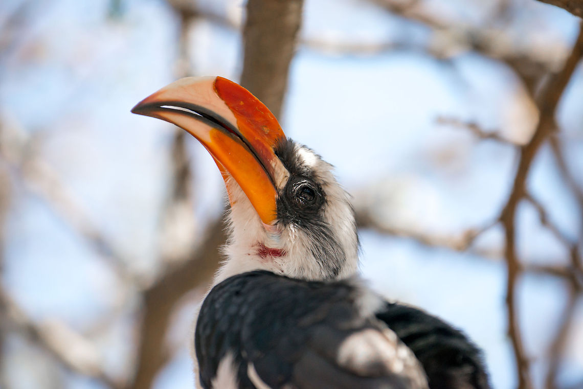 Closeup of a Von der Decken's Hornbill in Tarangire, Tanzania Found outside our tent in Tarangire, this Hornbill is part of a couple that was sitting in a low tree and was quite approachable. Africa,Tanzania,Tarangire,Tarangire National Park,Tockus deckeni,Von der Deckens Hornbill