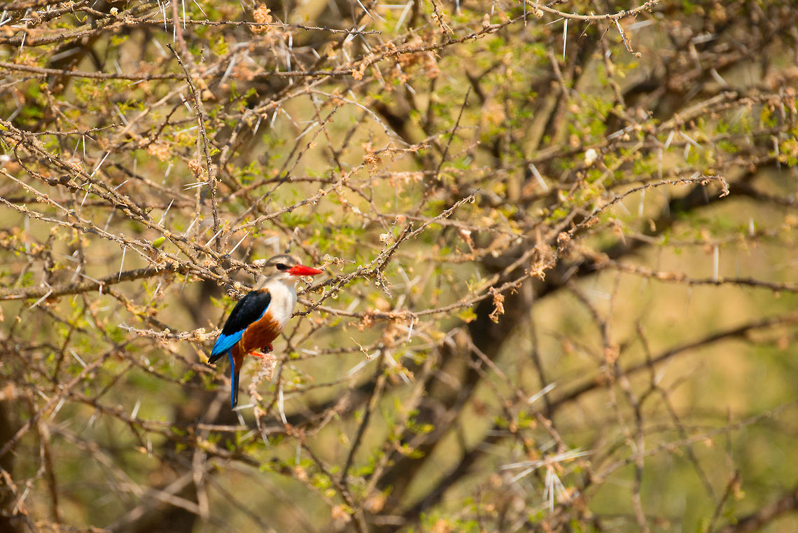 Grey-headed Kingfisher in Acacia Tree, Tarangire, Tanzania Every time I think I have seen all kingfishers, I learn about a totally new one, with yet again radically different colors. Surely one of the most interesting bird families. Africa,Grey-headed Kingfisher,Halcyon leucocephala,Tanzania,Tarangire,Tarangire National Park