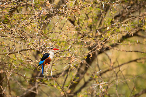 Grey-headed Kingfisher in Acacia Tree, Tarangire, Tanzania Every time I think I have seen all kingfishers, I learn about a totally new one, with yet again radically different colors. Surely one of the most interesting bird families. Africa,Grey-headed Kingfisher,Halcyon leucocephala,Tanzania,Tarangire,Tarangire National Park
