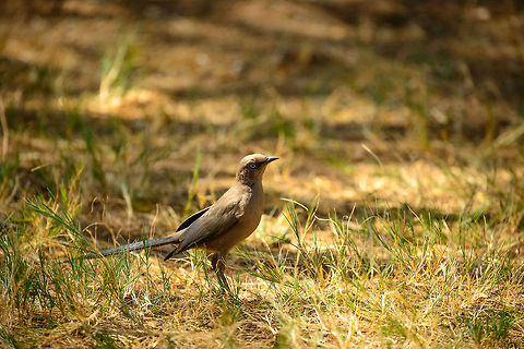 Ashy starling closeup, Tarangire, Tanzania  Africa,Ashy Starling,Cosmopsarus unicolor,Tanzania,Tarangire,Tarangire National Park