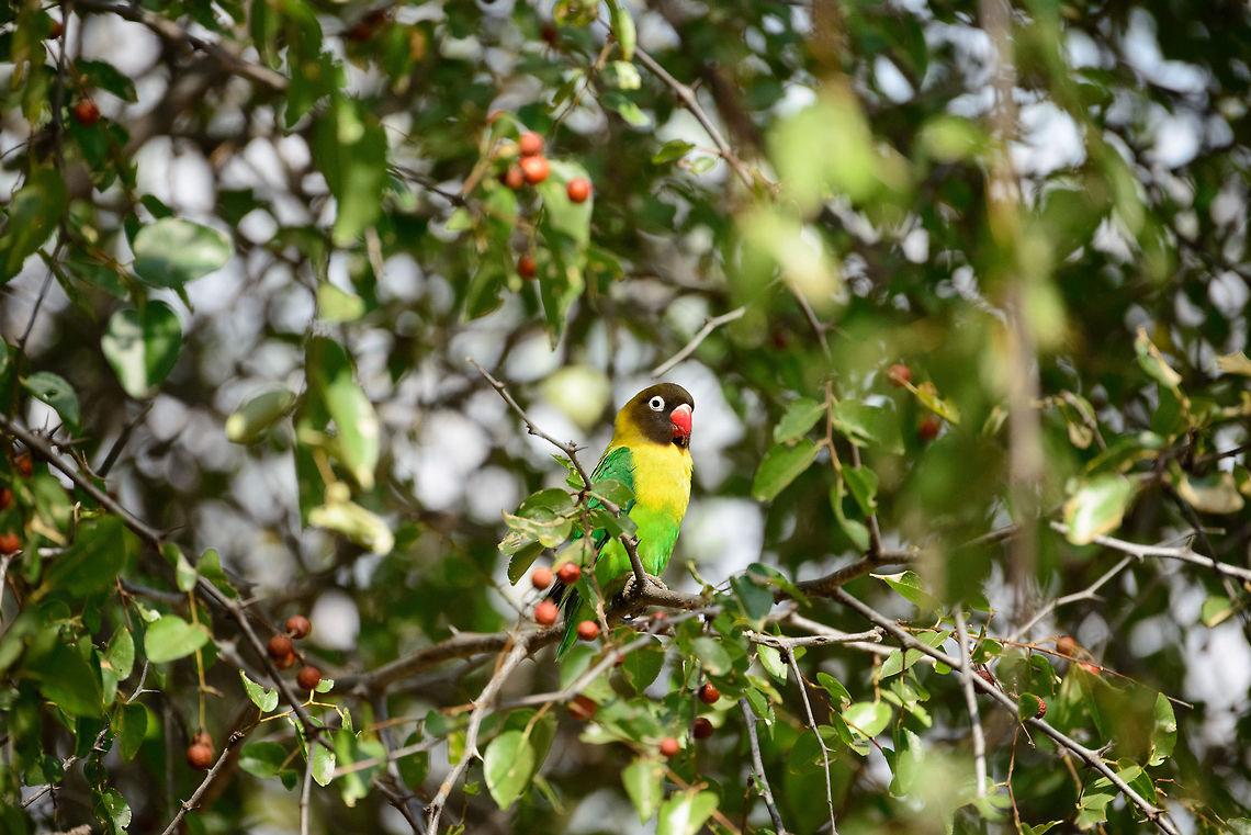 Yellow-collared Lovebird (or masked lovebird) in tree at Tarangire, Tanzania Finally it sits still, this busy little lovebird. Africa,Agapornis personatus,Tanzania,Tarangire,Tarangire National Park,Yellow-collared Lovebird