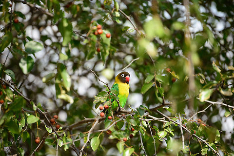 Yellow-collared Lovebird (or masked lovebird) in tree at Tarangire, Tanzania Finally it sits still, this busy little lovebird. Africa,Agapornis personatus,Tanzania,Tarangire,Tarangire National Park,Yellow-collared Lovebird