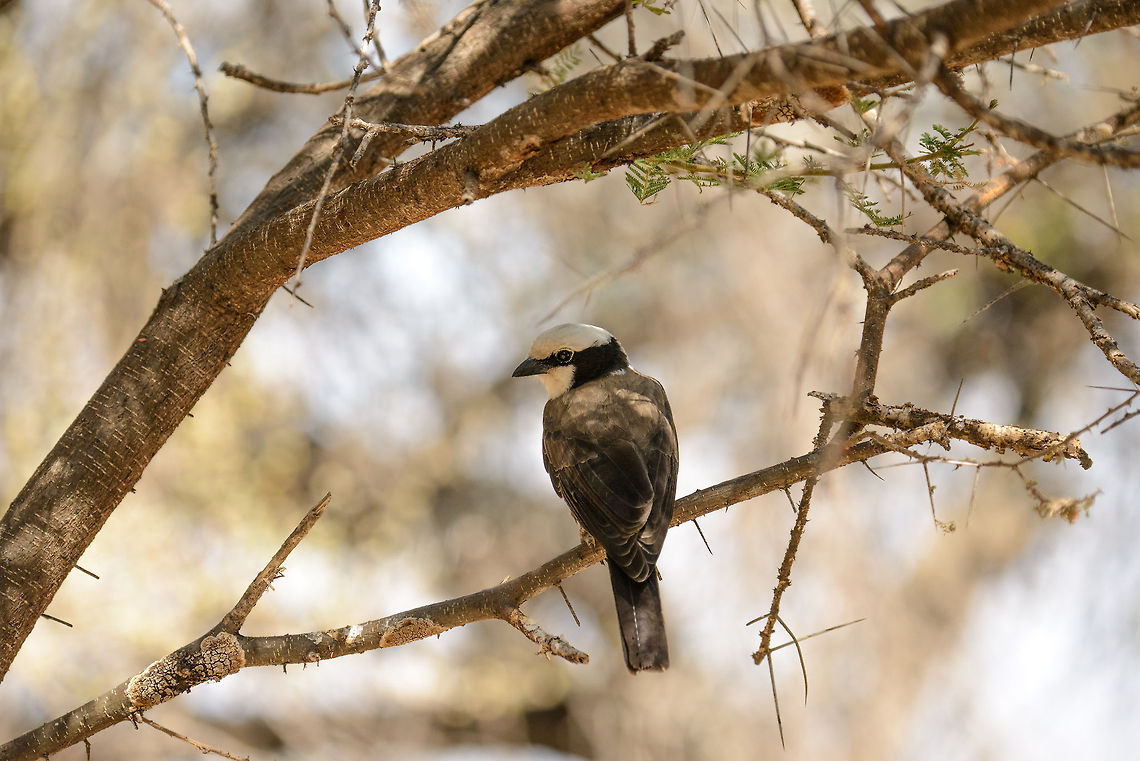 Northern White-crowned Shrike closeup, Tarangire, Tanzania  Africa,Eurocephalus rueppelli,Eurocephalus ruppelli,Northern White-crowned Shrike,Northern white-crowned shrike,Tanzania,Tarangire,Tarangire National Park