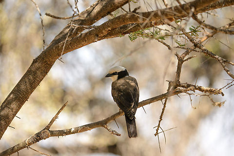 Northern White-crowned Shrike closeup, Tarangire, Tanzania  Africa,Eurocephalus rueppelli,Eurocephalus ruppelli,Northern White-crowned Shrike,Northern white-crowned shrike,Tanzania,Tarangire,Tarangire National Park