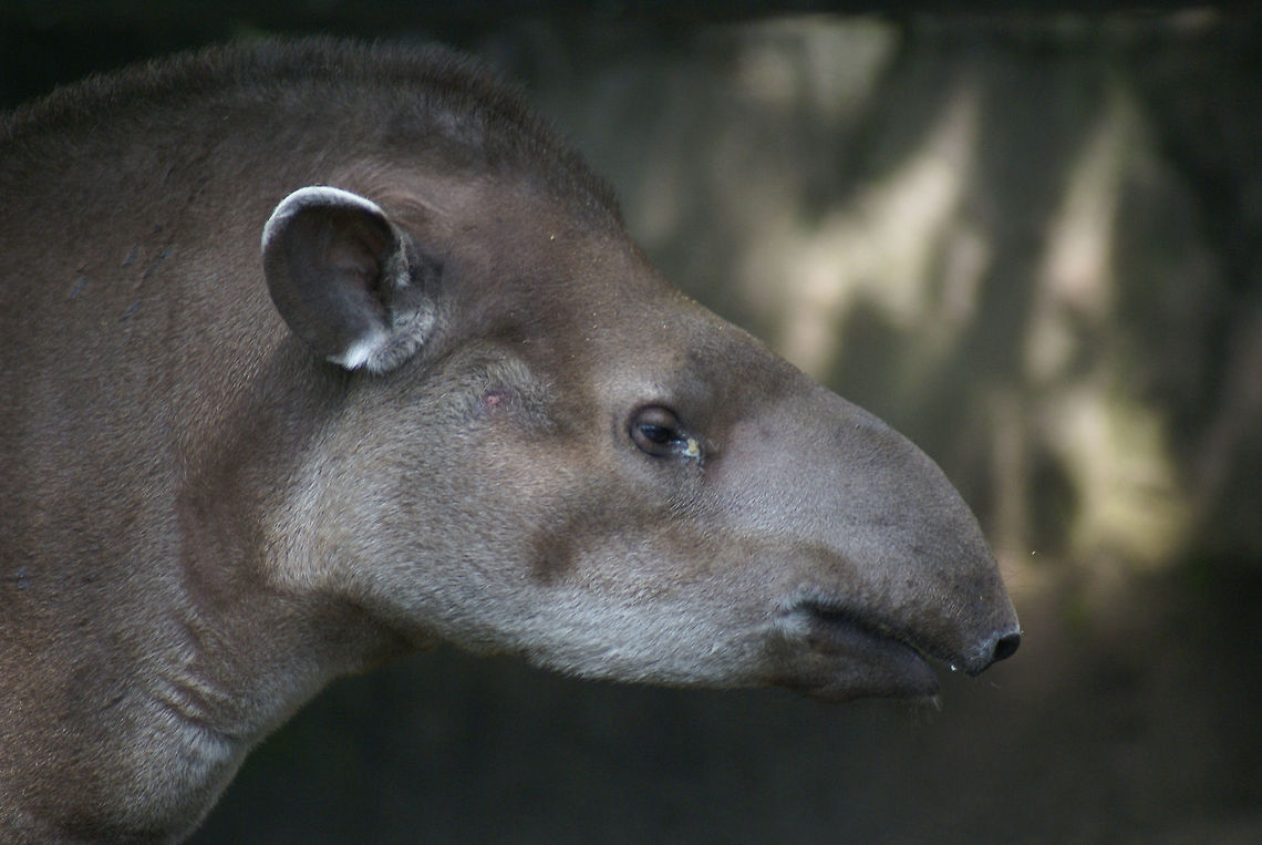 Tapir closeup A closeup sideview of a Tapir in the Arnhem zoo, showing its characteristic long nose, ears sticking out and small eyes. Arnhem Zoo,Baird’s Tapir,Mammals,Perissodactyla,Tapir,Tapirus bairdii