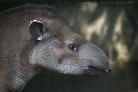Tapir closeup A closeup sideview of a Tapir in the Arnhem zoo, showing its characteristic long nose, ears sticking out and small eyes. Arnhem Zoo,Baird’s Tapir,Mammals,Perissodactyla,Tapir,Tapirus bairdii