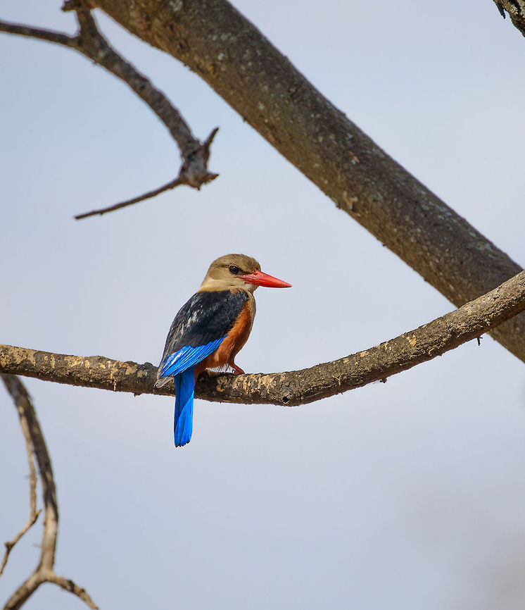 Grey-headed Kingfisher closeup, Tarangire, Tanzania This one is a significant crop, so sorry for the questionable quality. I&#039;m thinking the beauty of the bird makes up for it. Africa,Grey-headed Kingfisher,Halcyon leucocephala,Tanzania,Tarangire,Tarangire National Park