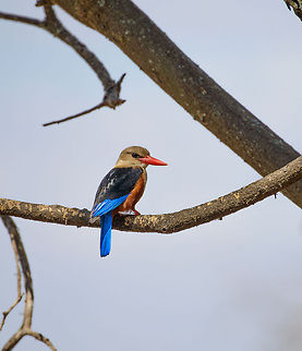 Grey-headed Kingfisher closeup, Tarangire, Tanzania This one is a significant crop, so sorry for the questionable quality. I'm thinking the beauty of the bird makes up for it. Africa,Grey-headed Kingfisher,Halcyon leucocephala,Tanzania,Tarangire,Tarangire National Park