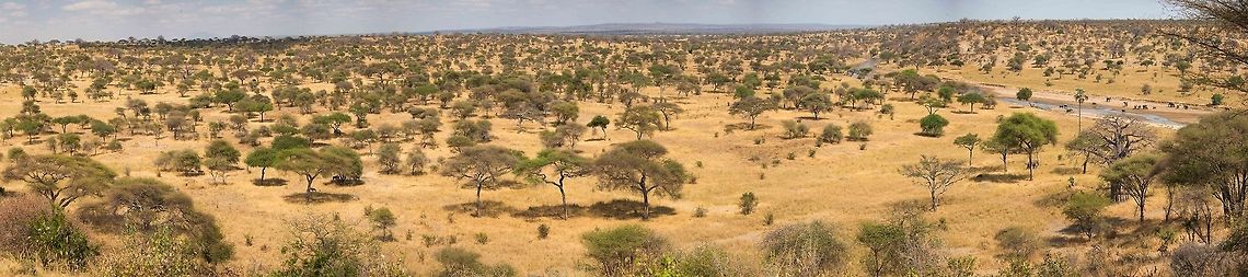 Epic mega panorama of Tarangire River, Tanzania This photo is quite special from a technical perspective. It consists of 15 x 36MP portrait images, stitched into a mega panorama. The resulting file was over 4GB, which is the TIF limit. I had to reduce the resolution to keep it workable, yet it still is 30,000 pixels wide, and in total about 200MP in size.<br />
<br />
What is cool about this photo is that it allows for a very deep zoom, and given the scene, there is a lot to discover. You&#039;ll find many species hidden in this scene if you zoom and pan around. Here&#039;s some instructions on how to get the most out of it:<br />
1) Preferably, view this at the biggest screen you have<br />
2) Be a member of JungleDragon, and be signed in<br />
3) Click the photo to open it fullscreen<br />
4) Click the little &quot;eye&quot; icon in the top right navigation and wait for the original to load<br />
5) Use your mouse wheel to zoom in and out, and drag to pan around<br />
<br />
Note that this may slow down or crash your browser.<br />
<br />
How about we make a game of this? Post the species names you find in this photo in the comments :) Africa,Panorama,Tanzania,Tarangire,Tarangire National Park