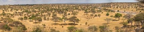 Epic mega panorama of Tarangire River, Tanzania This photo is quite special from a technical perspective. It consists of 15 x 36MP portrait images, stitched into a mega panorama. The resulting file was over 4GB, which is the TIF limit. I had to reduce the resolution to keep it workable, yet it still is 30,000 pixels wide, and in total about 200MP in size.

What is cool about this photo is that it allows for a very deep zoom, and given the scene, there is a lot to discover. You'll find many species hidden in this scene if you zoom and pan around. Here's some instructions on how to get the most out of it:
1) Preferably, view this at the biggest screen you have
2) Be a member of JungleDragon, and be signed in
3) Click the photo to open it fullscreen
4) Click the little "eye" icon in the top right navigation and wait for the original to load
5) Use your mouse wheel to zoom in and out, and drag to pan around

Note that this may slow down or crash your browser.

How about we make a game of this? Post the species names you find in this photo in the comments :) Africa,Panorama,Tanzania,Tarangire,Tarangire National Park